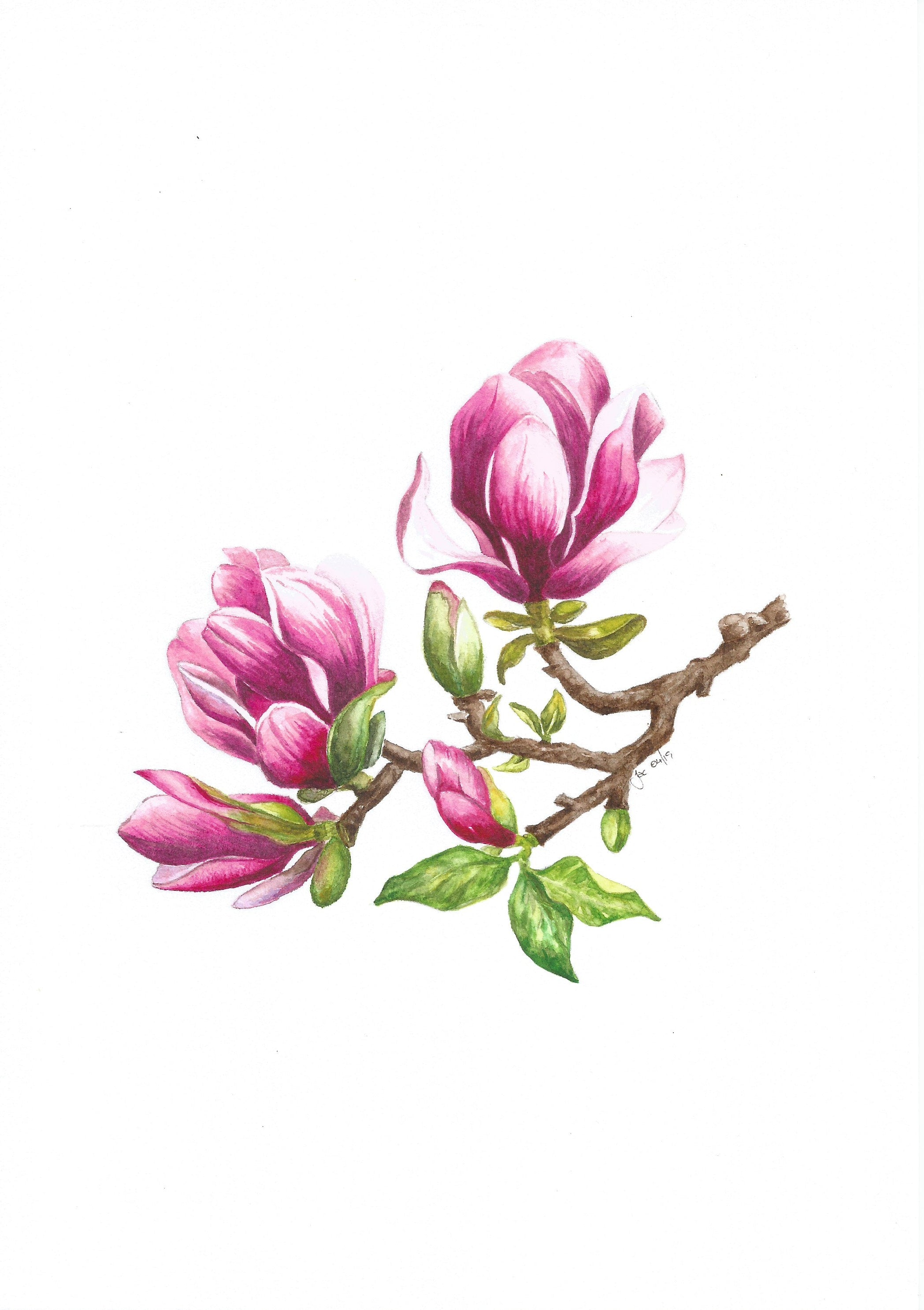 Painting of a magnolia branch with pink flowers and green leaves on a white background