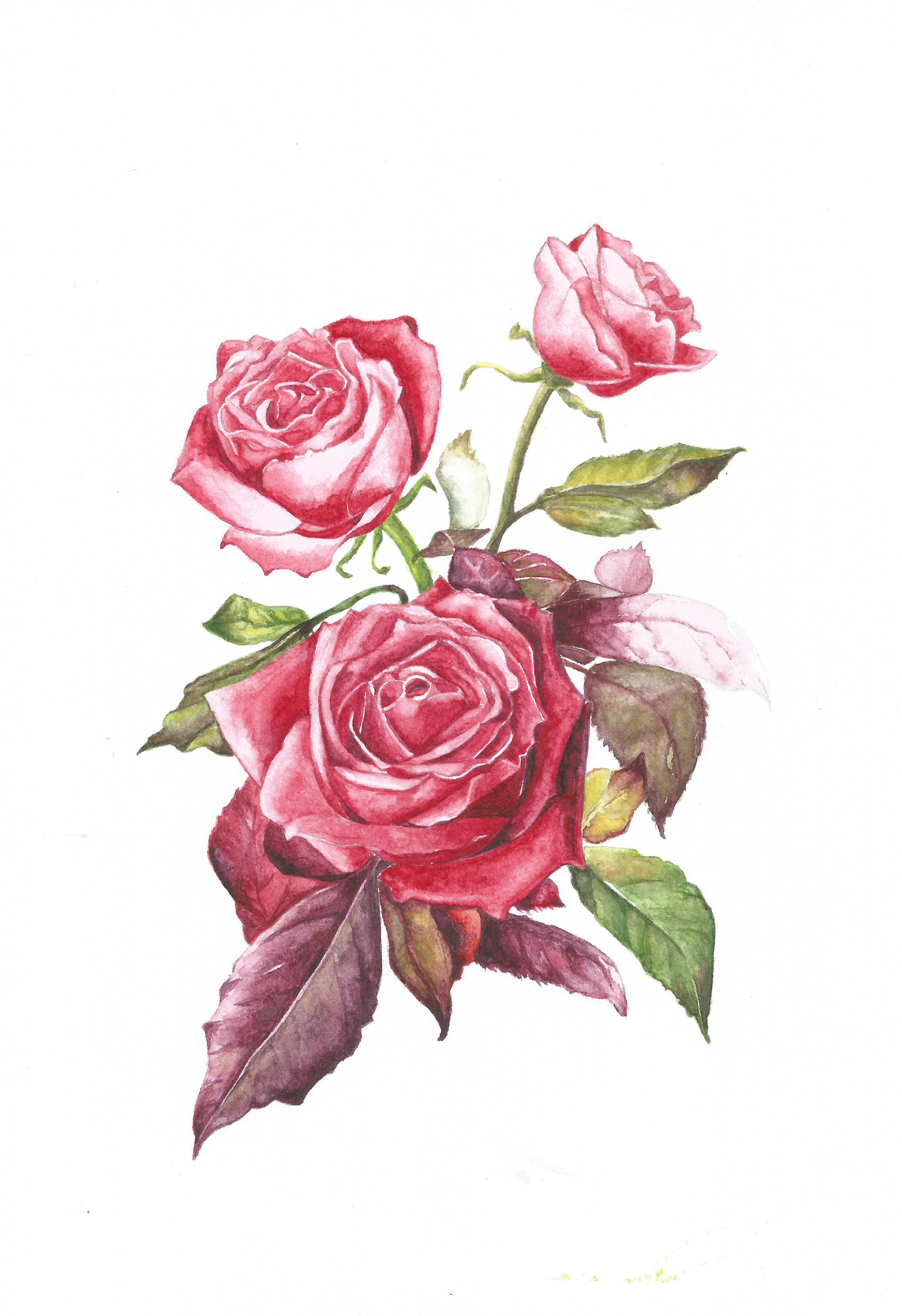 Three pink roses with green leaves on a white background