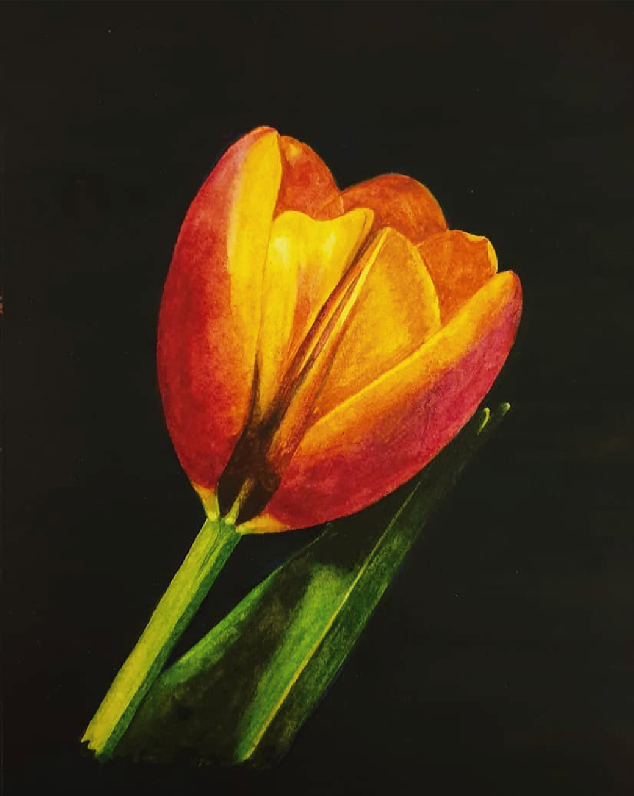 Ember Tulip - Original Watercolour